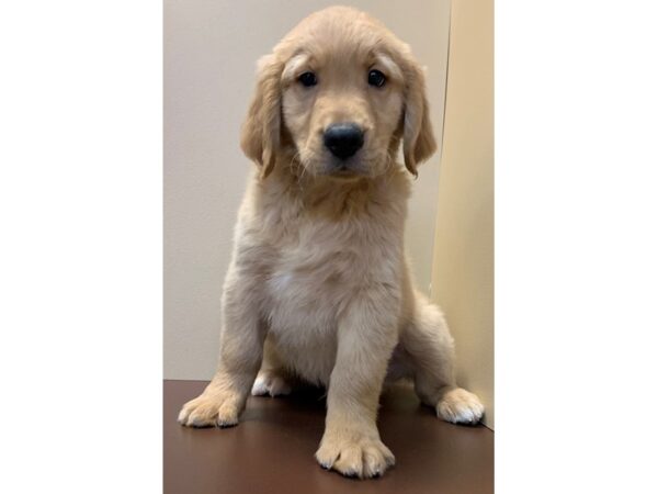 Golden Retriever-DOG-Male-Light Golden-11539-Petland Henderson, Nevada