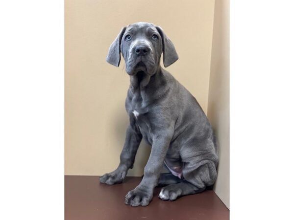 Neapolitan Mastiff/Great Dane-DOG-Female-Blue-11538-Petland Henderson, Nevada