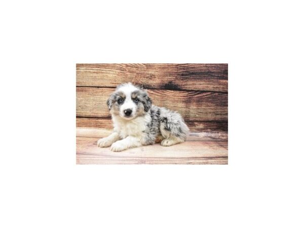 Miniature Australian Shepherd DOG Male Blue Merle White and Tan 11553 Petland Henderson, Nevada