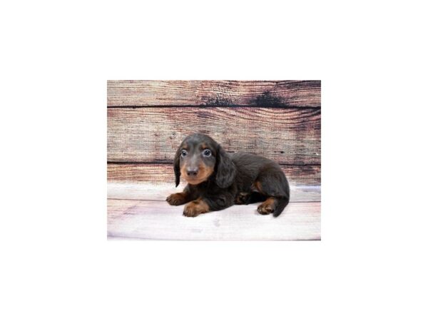 Dachshund DOG Male Chocolate and Tan 11552 Petland Henderson, Nevada