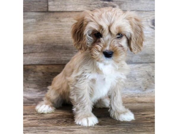 Cavachon DOG Female Cream 11572 Petland Henderson, Nevada