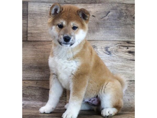 Shiba Inu DOG Male Red / White 11567 Petland Henderson, Nevada