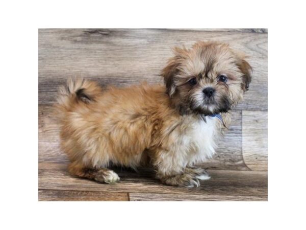 Shih Tzu DOG Male Red 11568 Petland Henderson, Nevada