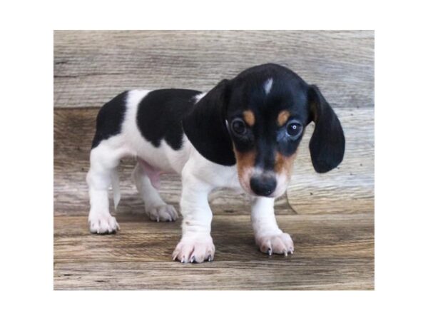 Dachshund-DOG-Male-Black / Tan-11561-Petland Henderson, Nevada