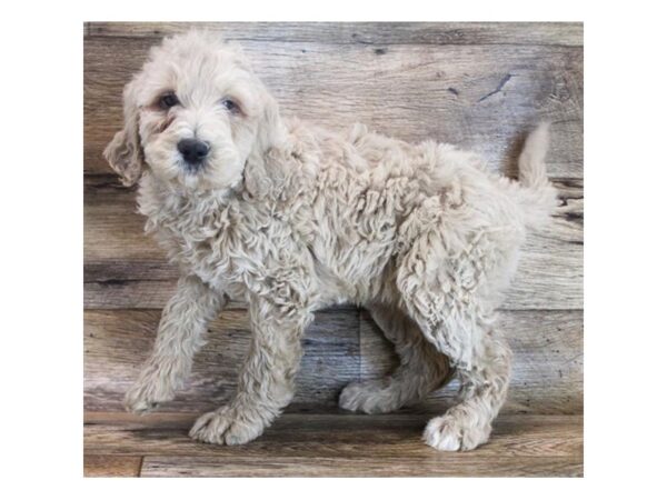 Goldendoodle 2nd Gen DOG Female Golden 11573 Petland Henderson, Nevada