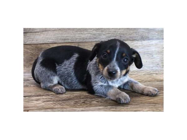 Doxle-DOG-Female-Black / Tan-11571-Petland Henderson, Nevada