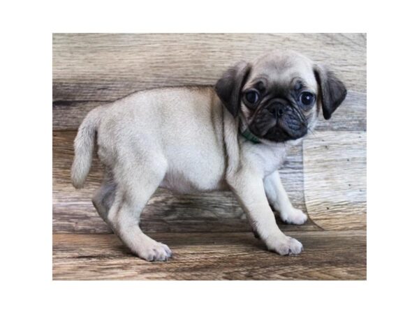 Puggle DOG Female Fawn 11569 Petland Henderson, Nevada