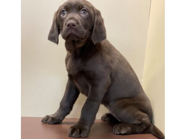 Labrador Retriever DOG Female Chocolate 11554 Petland Henderson, Nevada