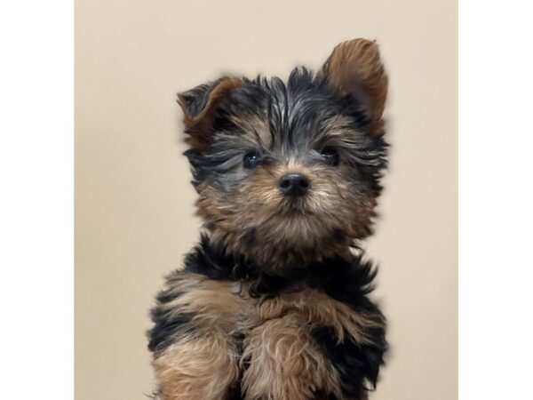 Yorkshire Terrier DOG Male Black / Tan 11557 Petland Henderson, Nevada