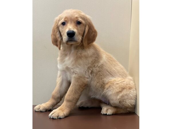 Golden Retriever-DOG-Female-Light Golden-11559-Petland Henderson, Nevada