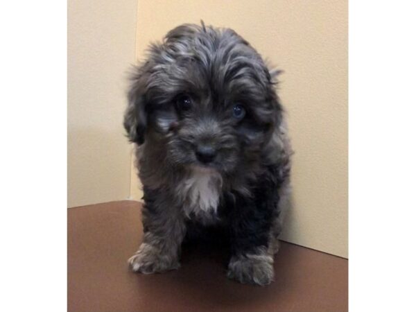 Miniature Australian Shepherd/Poodle-DOG-Female-Merle-11560-Petland Henderson, Nevada