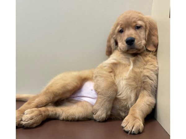 Golden Retriever DOG Female Light Golden 11558 Petland Henderson, Nevada