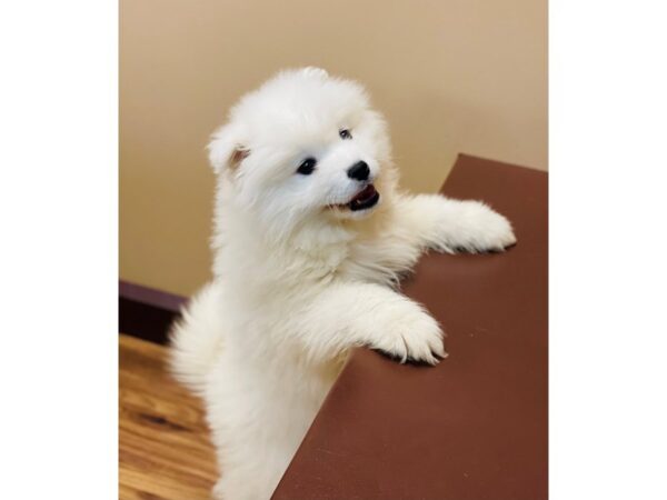 Samoyed DOG Male White 11556 Petland Henderson, Nevada