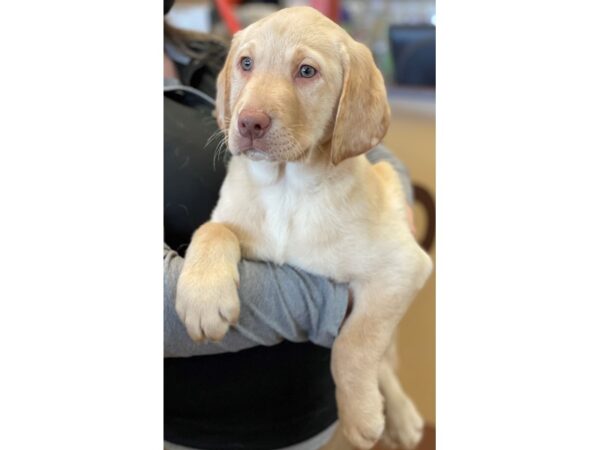 Labrador Retriever DOG Male Yellow 11555 Petland Henderson, Nevada