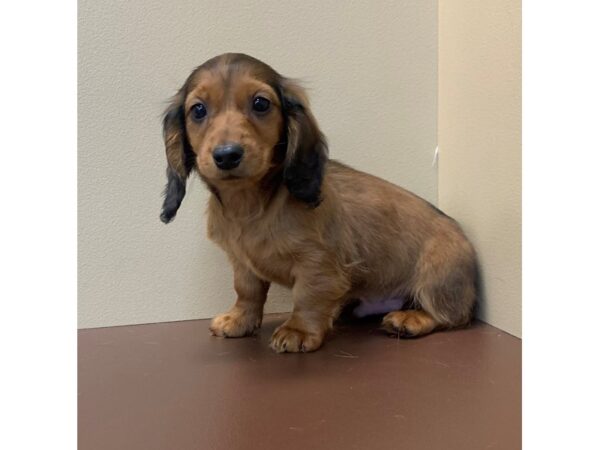 Dachshund DOG Male Red Sable 11562 Petland Henderson, Nevada