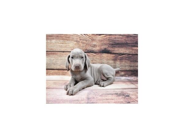 Weimaraner-DOG-Male-Silver Grey-11590-Petland Henderson, Nevada