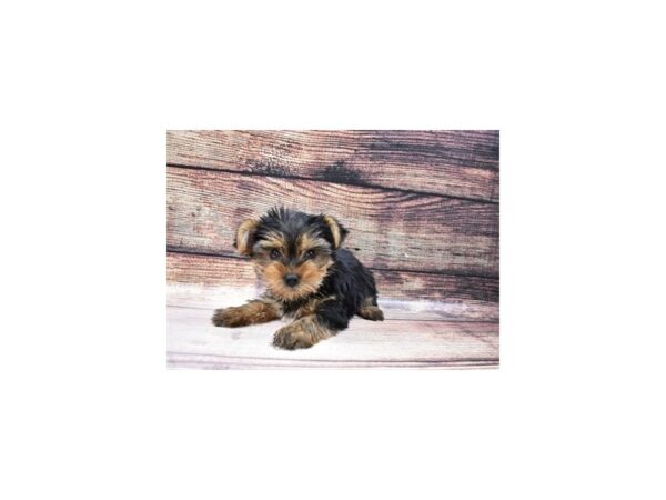 Yorkshire Terrier DOG Male Black and Gold 11591 Petland Henderson, Nevada