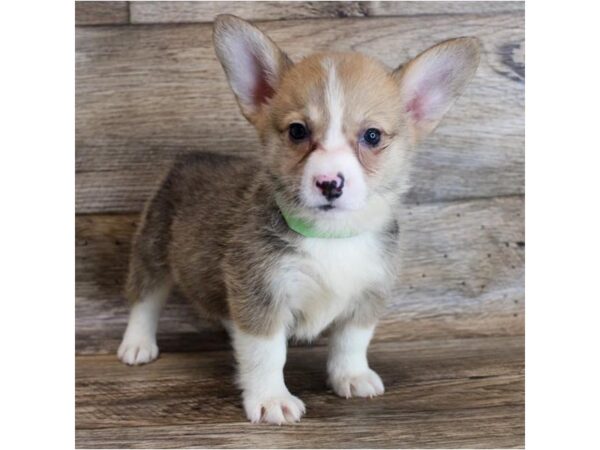 Pembroke Welsh Corgi DOG Female Sable / White 11587 Petland Henderson, Nevada