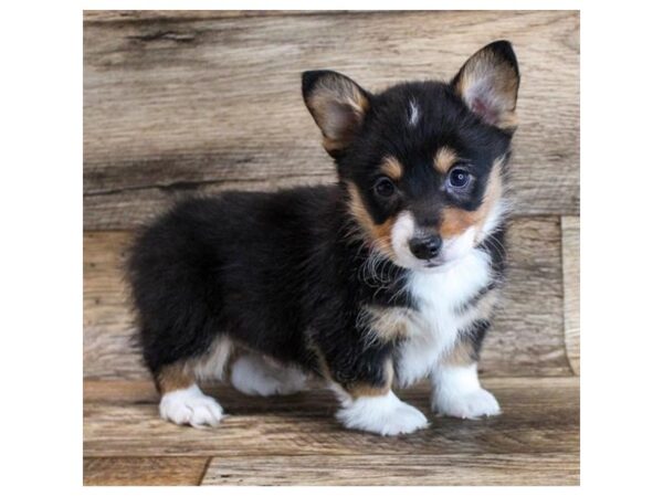 Pembroke Welsh Corgi DOG Male Black Tan / White 11588 Petland Henderson, Nevada