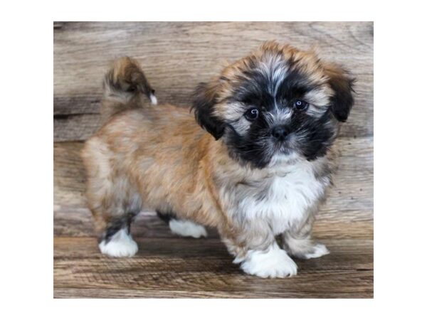 Lhasa Apso-DOG-Female-Golden-11585-Petland Henderson, Nevada