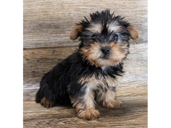 Silky Terrier DOG Female Black / Tan 11589 Petland Henderson, Nevada