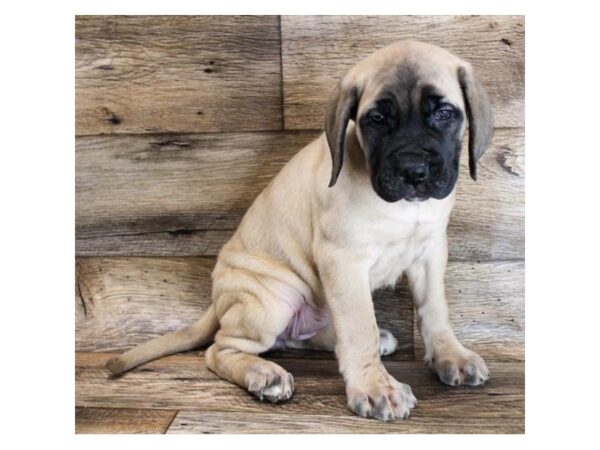 Mastiff-DOG-Female-Fawn-11586-Petland Henderson, Nevada