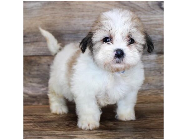 Teddy Bear DOG Female Gold / White 11581 Petland Henderson, Nevada