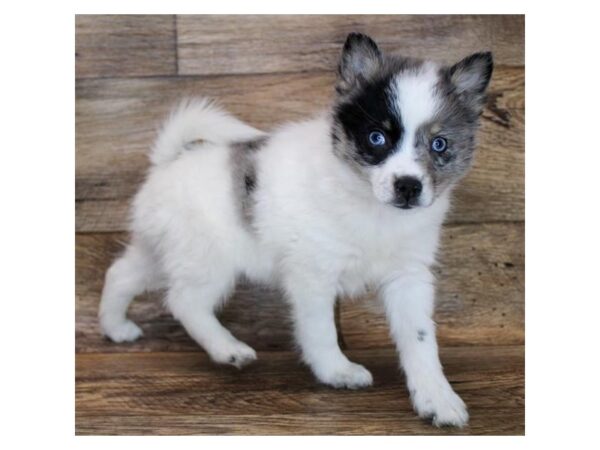 Pomsky DOG Male Blue Merle 11582 Petland Henderson, Nevada