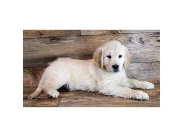 Golden Retriever DOG Male Light Golden 11583 Petland Henderson, Nevada