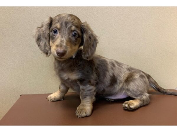 Dachshund-DOG-Female-Chocolate / Tan-11575-Petland Henderson, Nevada