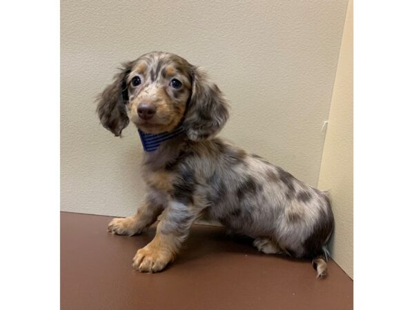 Dachshund DOG Female Chocolate / Tan 11576 Petland Henderson, Nevada