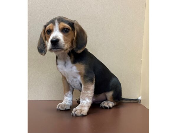 Beagle DOG Male Tri-Colored 11579 Petland Henderson, Nevada