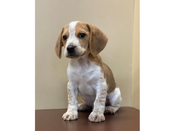 Beagle DOG Male Red / White 11580 Petland Henderson, Nevada