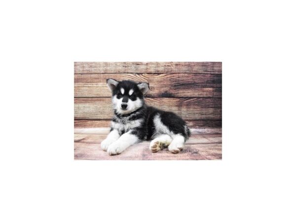 Alaskan Malamute-DOG-Female-Black and White-11593-Petland Henderson, Nevada