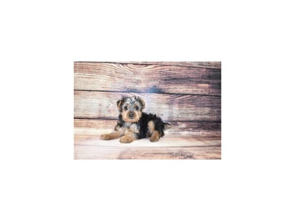 Yorkshire Terrier DOG Male Black and Tan 11600 Petland Henderson, Nevada