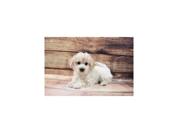 Malti-Poo-DOG-Male-Cream and White-11601-Petland Henderson, Nevada