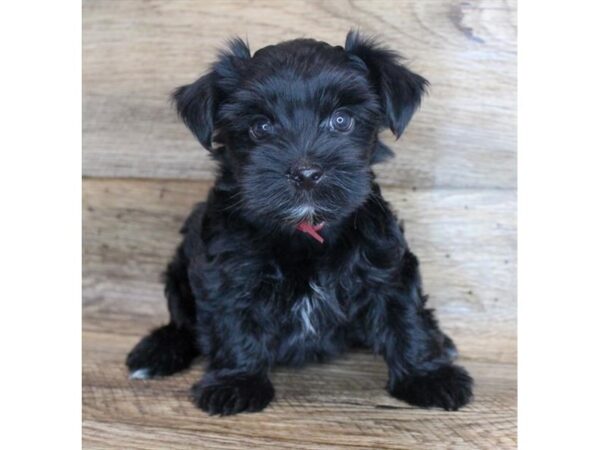 Shorkie DOG Male Black 11609 Petland Henderson, Nevada