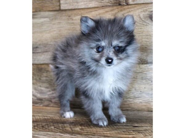 Pomeranian-DOG-Female-Blue Merle-11617-Petland Henderson, Nevada
