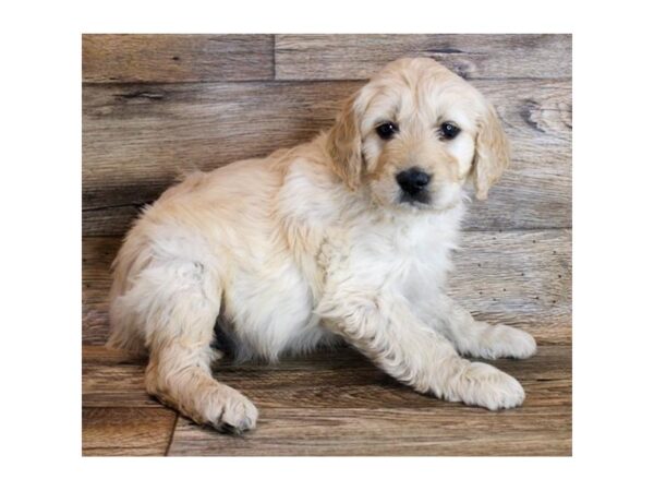 Goldendoodle 2nd Gen DOG Male Light Golden 11607 Petland Henderson, Nevada