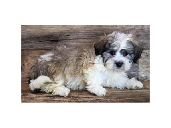 Teddy Bear DOG Female Gold / White 11614 Petland Henderson, Nevada