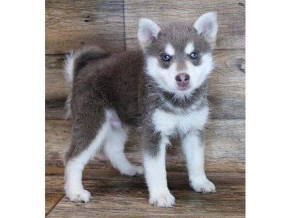 Pomsky DOG Male Red / White 11608 Petland Henderson, Nevada