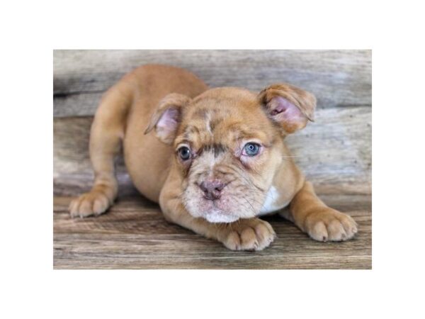 Olde English Bulldogge DOG Female Chocolate 11610 Petland Henderson, Nevada