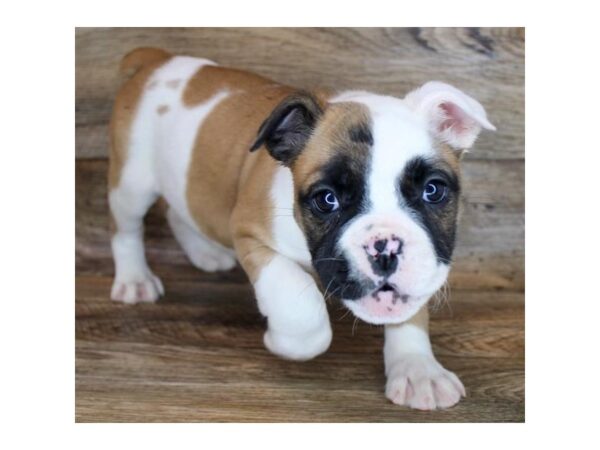 Olde English Bulldog DOG Female Red 11611 Petland Henderson, Nevada