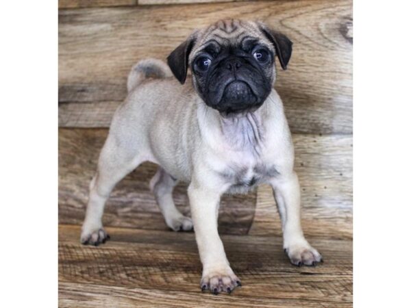 Pug DOG Male Fawn 11618 Petland Henderson, Nevada