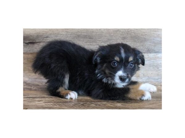 Miniature Australian Shepherd DOG Male Black White / Tan 11612 Petland Henderson, Nevada