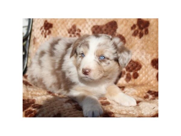 Australian Shepherd-DOG-Male-Red Merle-11603-Petland Henderson, Nevada