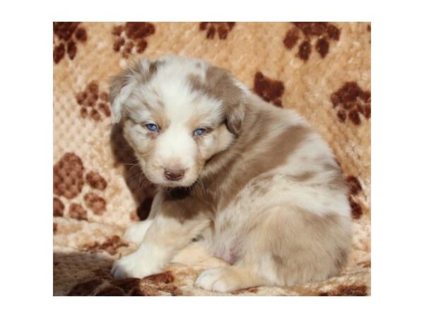 Australian Shepherd-DOG-Male-Red Merle-11604-Petland Henderson, Nevada