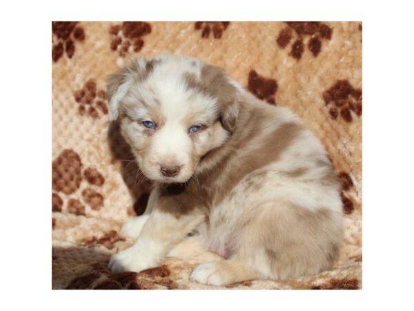 Australian Shepherd DOG Male Red Merle 11604 Petland Henderson, Nevada