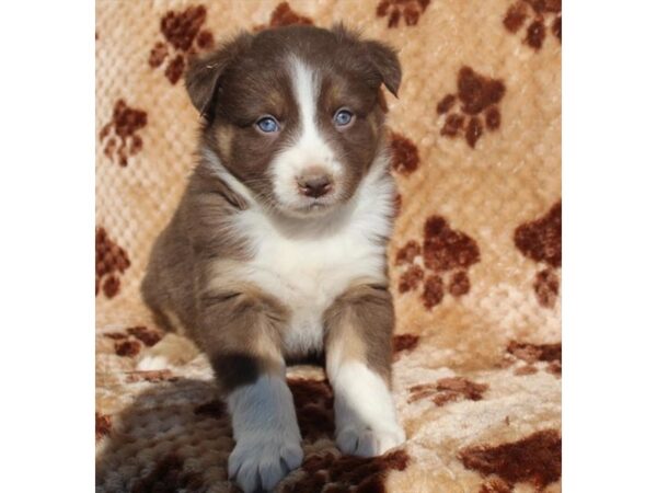 Australian Shepherd DOG Male Red Tan / White 11605 Petland Henderson, Nevada