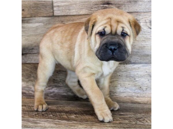 Shuggle-DOG-Female-Red-11613-Petland Henderson, Nevada